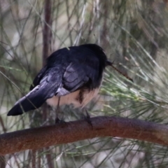 Rhipidura leucophrys at Stromlo, ACT - 10 Mar 2023