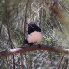 Rhipidura leucophrys at Stromlo, ACT - 10 Mar 2023