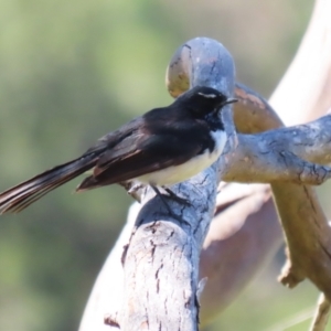 Rhipidura leucophrys at Stromlo, ACT - 10 Mar 2023