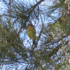 Acanthiza nana (Yellow Thornbill) at Cotter Reserve - 10 Mar 2023 by RodDeb