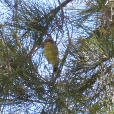 Acanthiza nana (Yellow Thornbill) at Cotter Reserve - 10 Mar 2023 by RodDeb