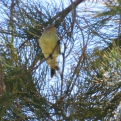 Acanthiza nana at Stromlo, ACT - 10 Mar 2023