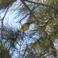 Acanthiza nana at Stromlo, ACT - 10 Mar 2023