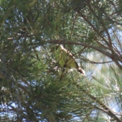 Acanthiza nana at Stromlo, ACT - 10 Mar 2023