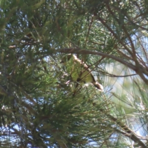 Acanthiza nana at Stromlo, ACT - 10 Mar 2023