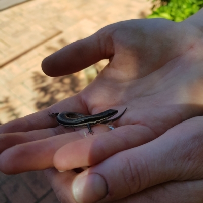 Morethia boulengeri (Boulenger's Skink) at Greenleigh, NSW - 11 Mar 2023 by danswell