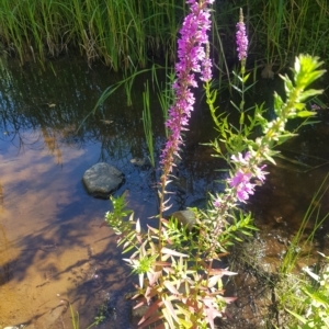 Lythrum salicaria at Karabar, NSW - 10 Mar 2023 03:22 PM