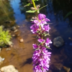 Lythrum salicaria at Karabar, NSW - 10 Mar 2023 03:22 PM