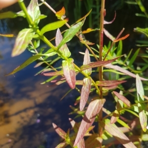 Lythrum salicaria at Karabar, NSW - 10 Mar 2023 03:22 PM