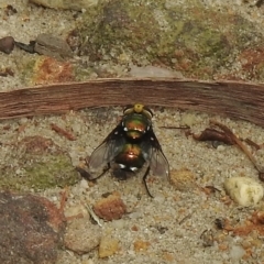 Unidentified Blow fly (Calliphoridae) at Thirlmere, NSW - 28 Feb 2023 by GlossyGal