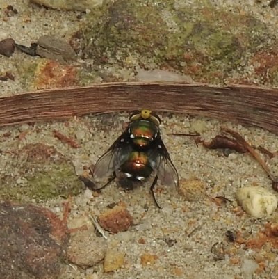 Amenia chrysame at Wollondilly Local Government Area - 28 Feb 2023 by GlossyGal