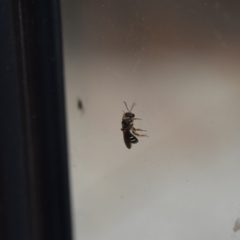 Lasioglossum (Chilalictus) bicingulatum (Halictid Bee) at Greenleigh, NSW - 11 Mar 2023 by LyndalT