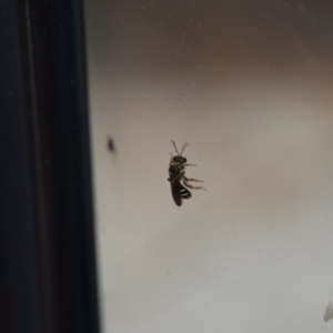 Lasioglossum (Chilalictus) bicingulatum at Greenleigh, NSW - 11 Mar 2023 01:57 PM