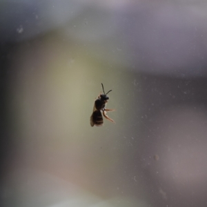 Lasioglossum (Chilalictus) bicingulatum at Greenleigh, NSW - 11 Mar 2023