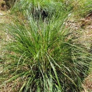 Carex appressa at Bango, NSW - 11 Mar 2023