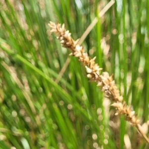 Carex appressa at Bango, NSW - 11 Mar 2023 02:38 PM