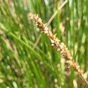 Carex appressa at Bango, NSW - 11 Mar 2023
