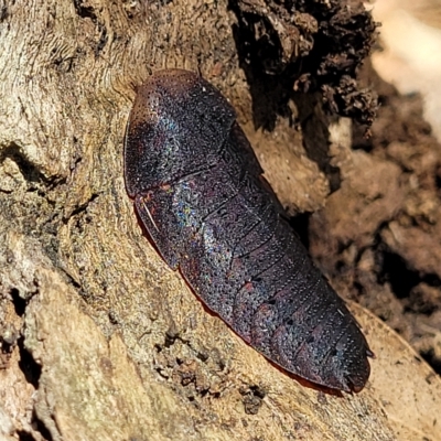 Laxta granicollis (Common bark or trilobite cockroach) at Bango Nature Reserve - 11 Mar 2023 by trevorpreston