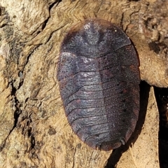 Laxta granicollis at Bango, NSW - 11 Mar 2023 02:30 PM