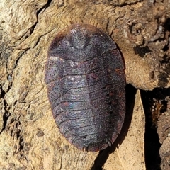 Laxta granicollis at Bango, NSW - 11 Mar 2023 02:30 PM