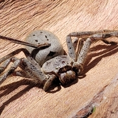 Isopeda (genus) (Huntsman Spider) at Bango, NSW - 11 Mar 2023 by trevorpreston