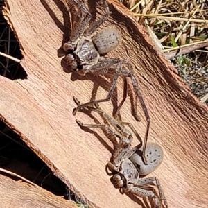 Isopeda sp. (genus) at Bango, NSW - 11 Mar 2023