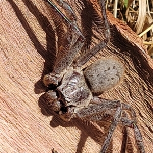 Isopeda sp. (genus) at Bango, NSW - 11 Mar 2023