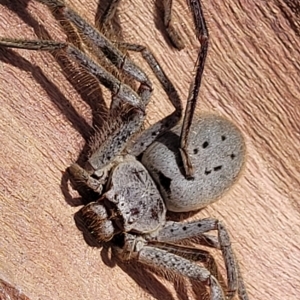 Isopeda sp. (genus) at Bango, NSW - 11 Mar 2023