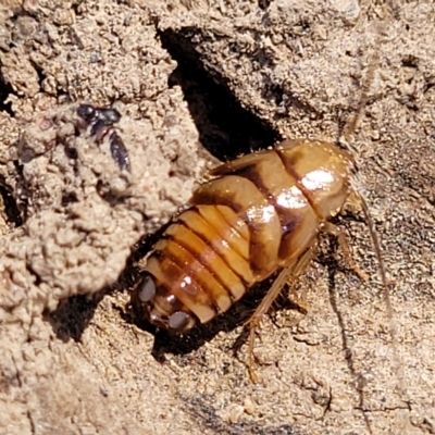Robshelfordia sp. (genus) (A Shelford cockroach) at Bango Nature Reserve - 11 Mar 2023 by trevorpreston