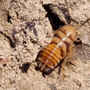 Robshelfordia sp. (genus) at Bango, NSW - 11 Mar 2023