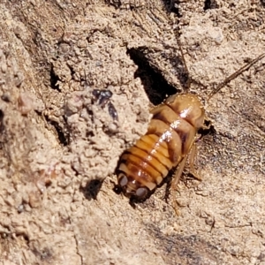 Robshelfordia sp. (genus) at Bango, NSW - 11 Mar 2023