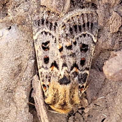 Proteuxoa sanguinipuncta (Blood-spotted Noctuid) at Bango Nature Reserve - 11 Mar 2023 by trevorpreston