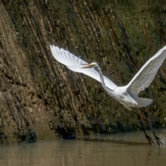 Ardea alba (Great Egret) at Cecil Hoskins Nature Reserve - 3 Feb 2023 by Wildlifelover57