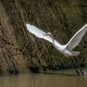 Ardea alba at Moss Vale, NSW - 4 Feb 2023