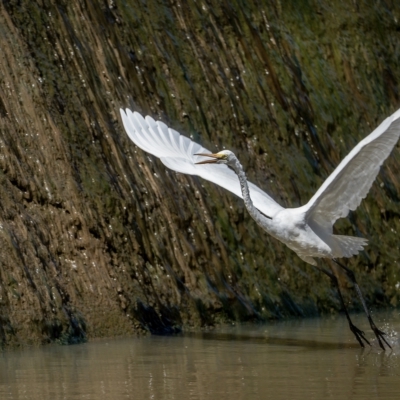 Ardea alba (Great Egret) at Cecil Hoskins Nature Reserve - 4 Feb 2023 by Wildlifelover57