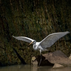 Ardea alba at Moss Vale, NSW - 4 Feb 2023