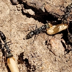 Myrmecia sp. (genus) (Bull ant or Jack Jumper) at Bango Nature Reserve - 11 Mar 2023 by trevorpreston