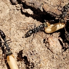 Myrmecia sp., pilosula-group (Jack jumper) at Bango, NSW - 11 Mar 2023 by trevorpreston
