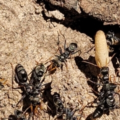 Myrmecia sp. (genus) at Bango, NSW - 11 Mar 2023