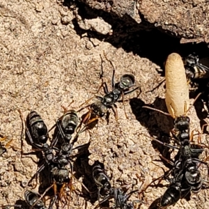 Myrmecia sp. (genus) at Bango, NSW - 11 Mar 2023