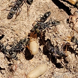 Myrmecia sp. (genus) at Bango, NSW - 11 Mar 2023