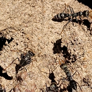 Myrmecia sp. (genus) at Bango, NSW - 11 Mar 2023