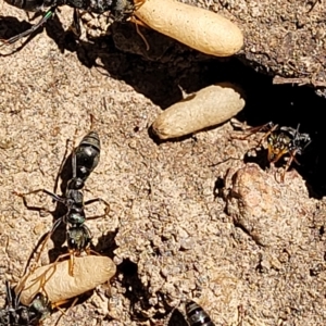 Myrmecia sp. (genus) at Bango, NSW - 11 Mar 2023