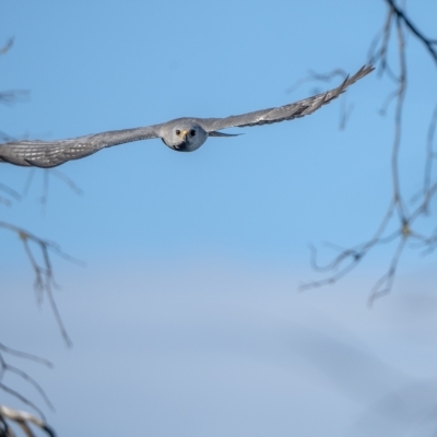 Accipiter novaehollandiae (Grey Goshawk) at Burradoo, NSW - 5 Feb 2023 by Wildlifelover57