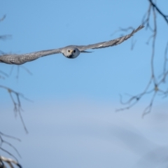 Accipiter novaehollandiae (Grey Goshawk) at Wingecarribee Local Government Area - 5 Feb 2023 by Wildlifelover57