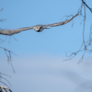 Accipiter novaehollandiae (Grey Goshawk) at Burradoo, NSW by Wildlifelover57
