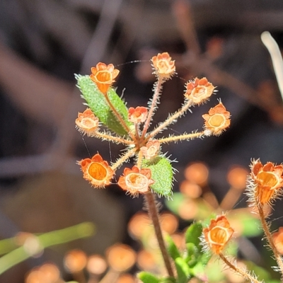 Pomax umbellata (A Pomax) at Bango Nature Reserve - 11 Mar 2023 by trevorpreston