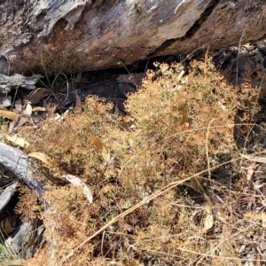 Pomax umbellata at Bango, NSW - 11 Mar 2023