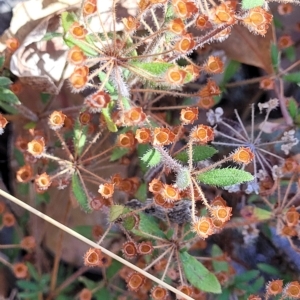 Pomax umbellata at Bango, NSW - 11 Mar 2023