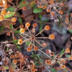 Pomax umbellata at Bango, NSW - 11 Mar 2023